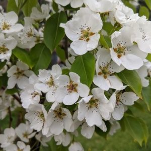 Meet your Posher, Marcie